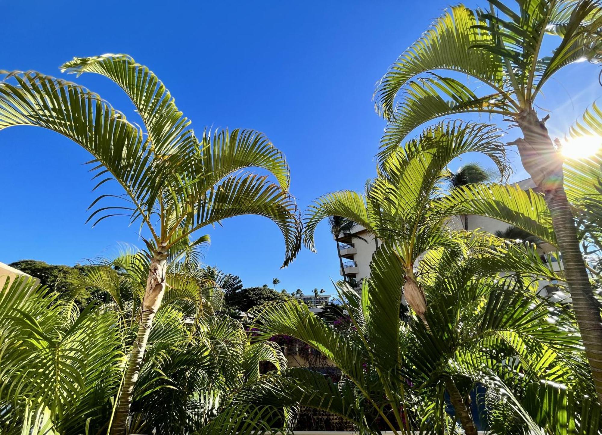 Villa Maui Banyan Wailea  Habitación foto